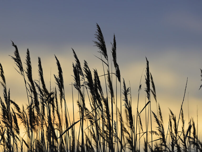 Spiritual Maturity: Growing Into Wisdom