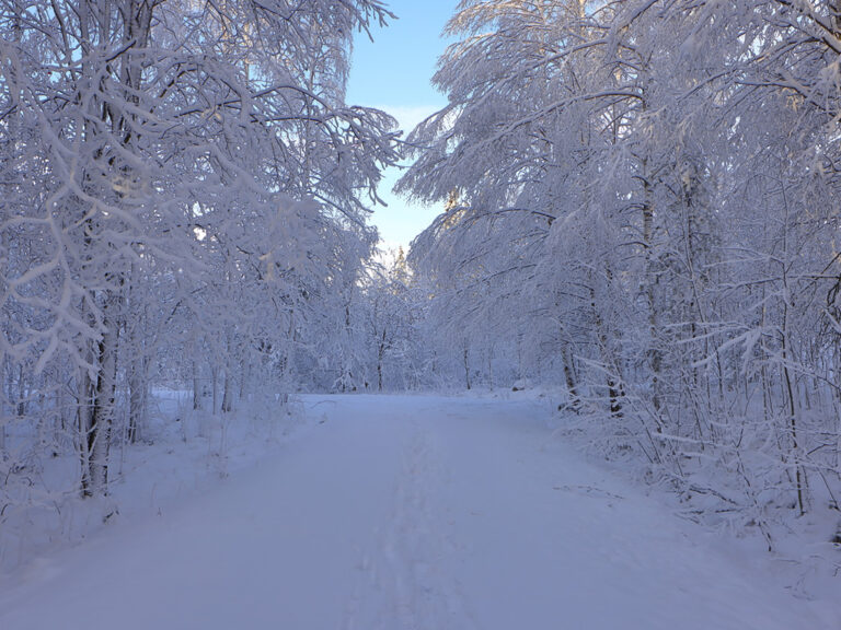 Whispers from the Winter Path